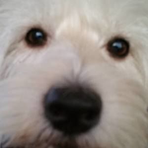 Meet your Posher, Sandy